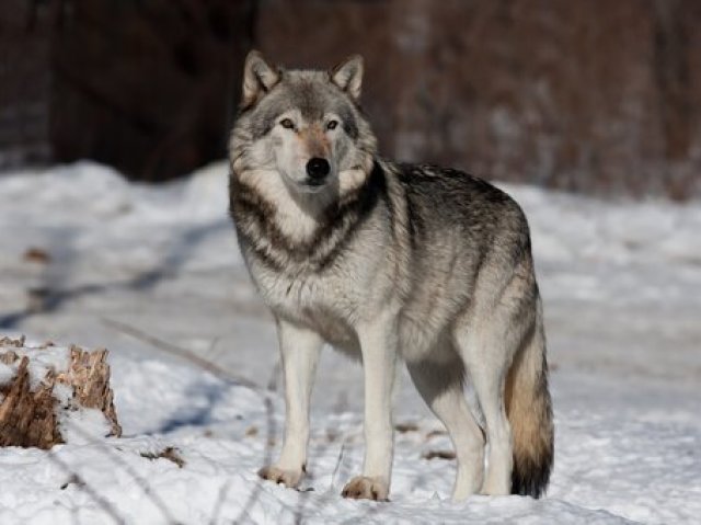 Amo lobos, são lindos e majestosos eu amaria ter um em casa