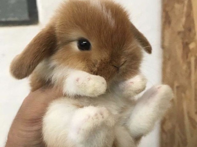 🐇