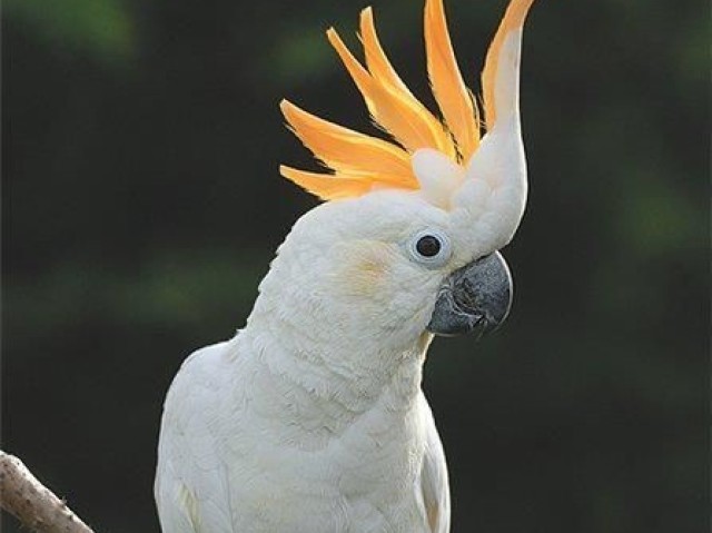 Cacatua