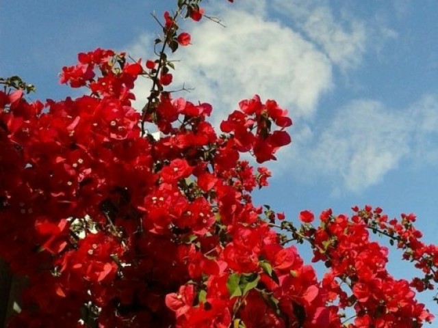 Vermelho❤