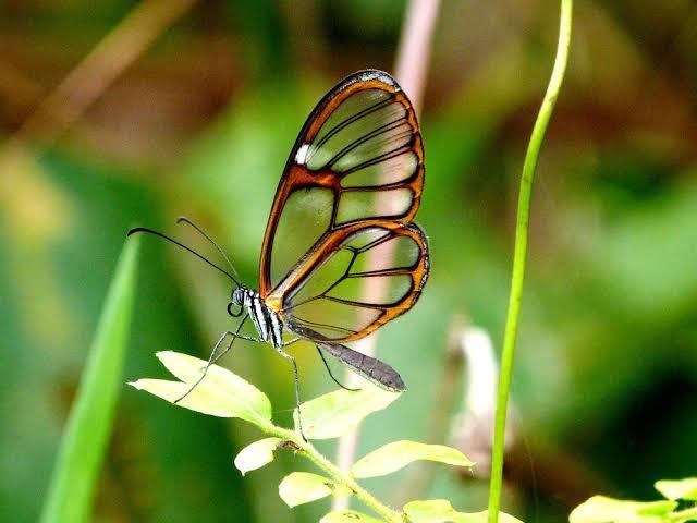 Borboleta