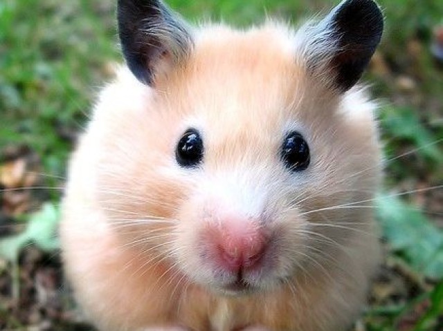 Hamster