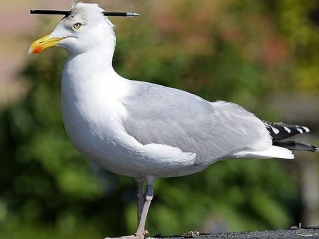 Gaivota com lápis para segurar o seu belo cabelo