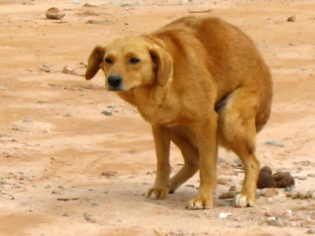 Cão a cagar