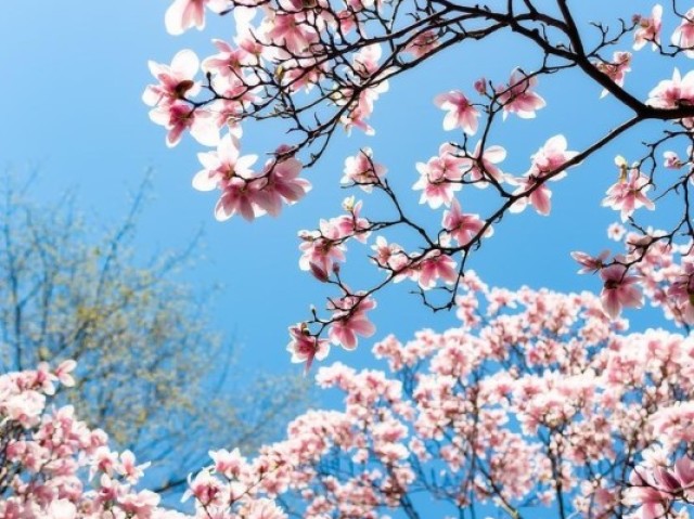 Essas flores são lindas!