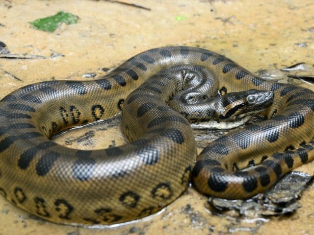 Anaconda gigante