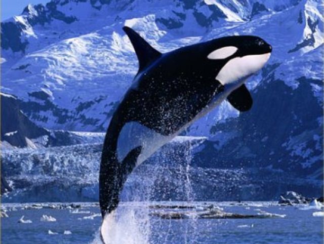 Orca