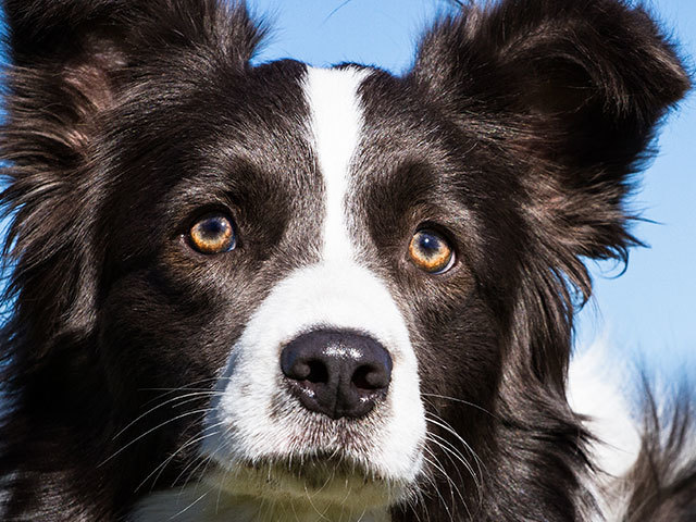 Bilu - Uma Border Collie