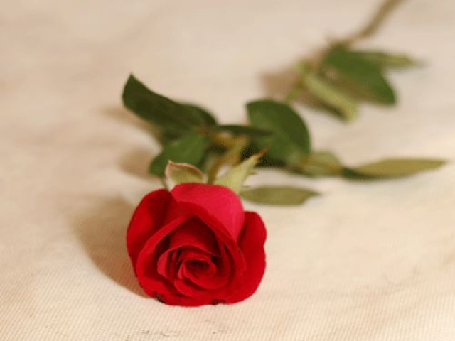 Uma rosa!
S/R: Eu quero te dizer algo!