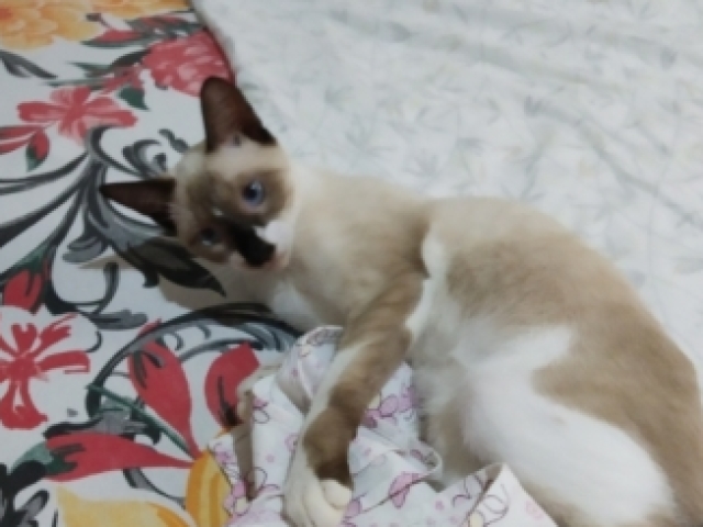 Meu gato