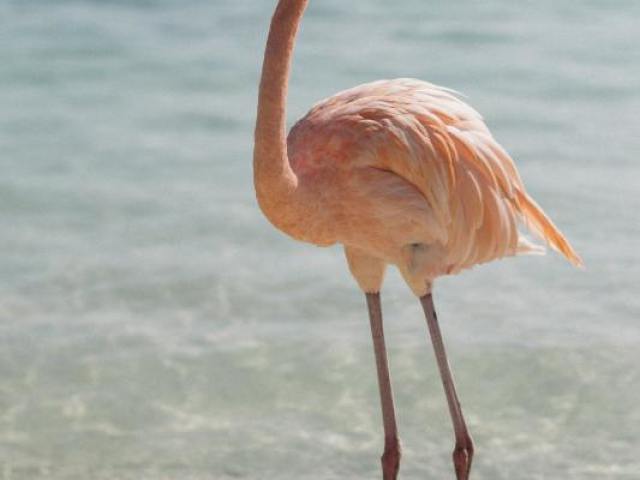 FLAMINGO