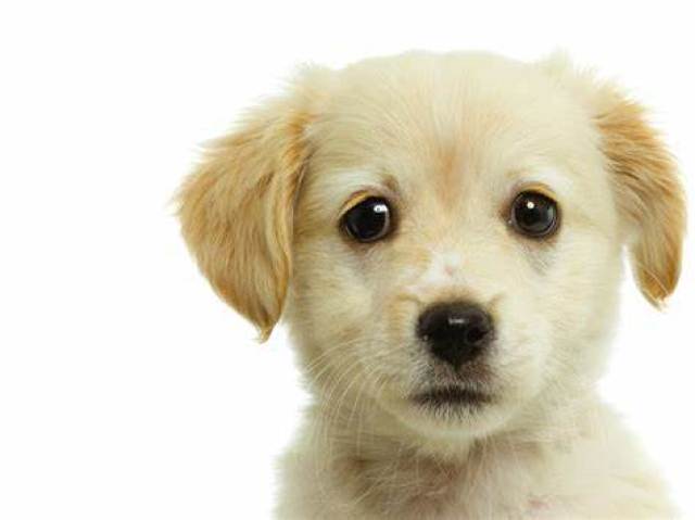 Cachorro