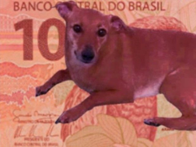 Cachorro