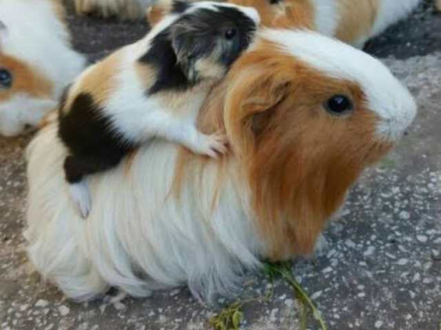 Hamster e porquinho da índia