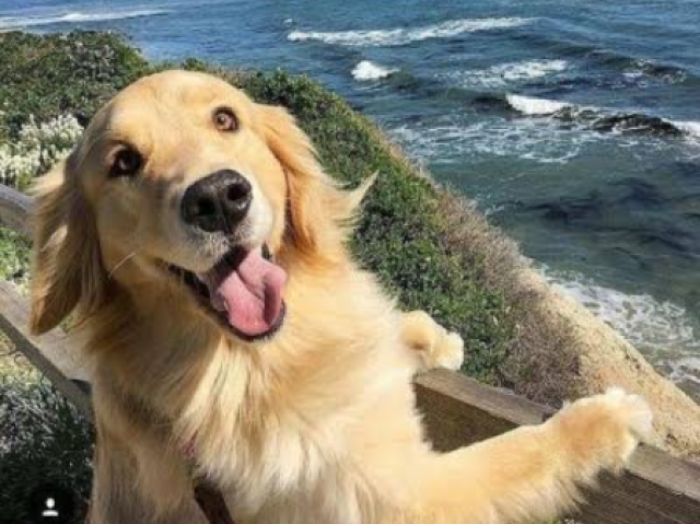 Goldem retriever