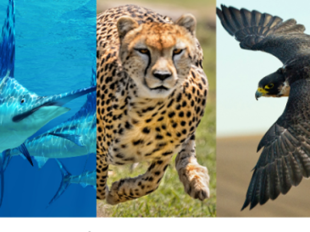 QUE ANIMAL VOCÊ SERIA