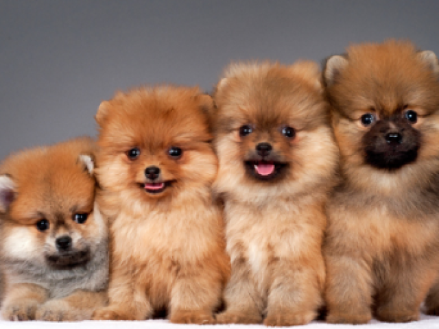 CACHORRINHO