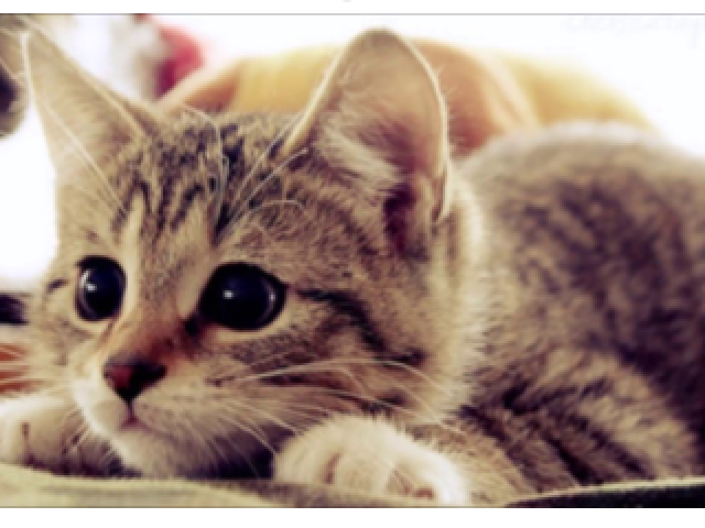 GATINHO