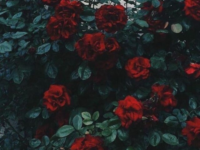 🥀