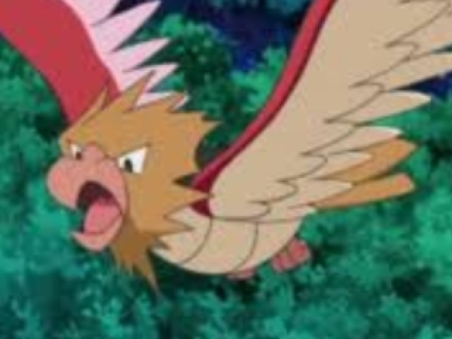 Spearow