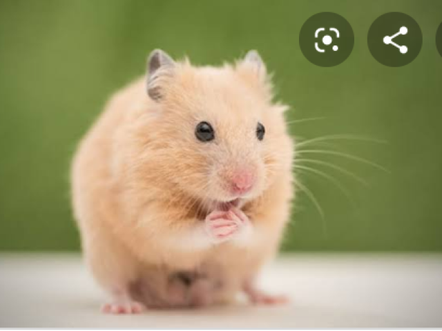 Hamster