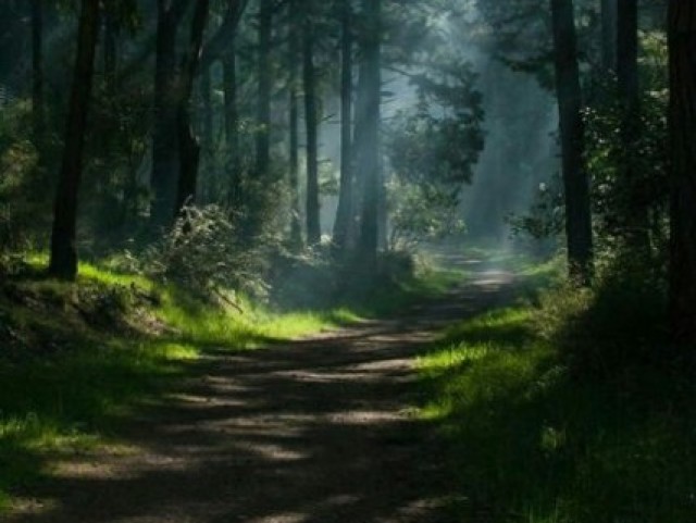 Uma vasta floresta