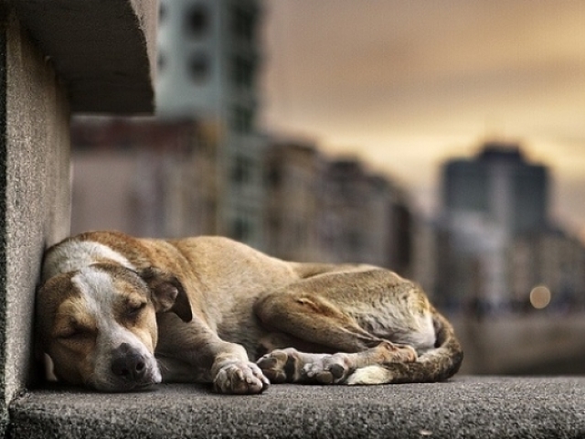 Ajudar pessoas e animais na rua