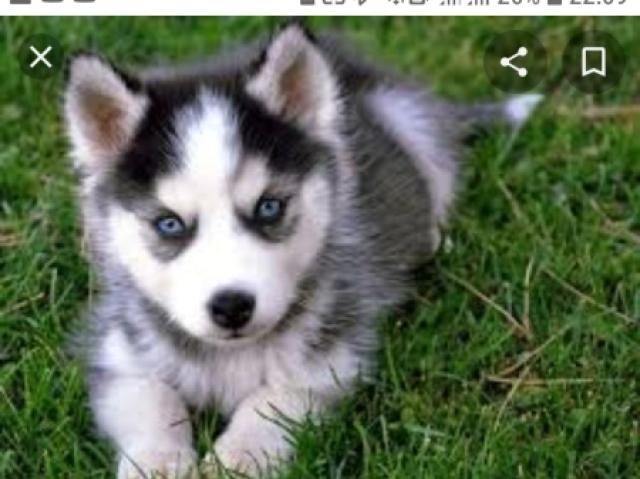 Husky siberiano