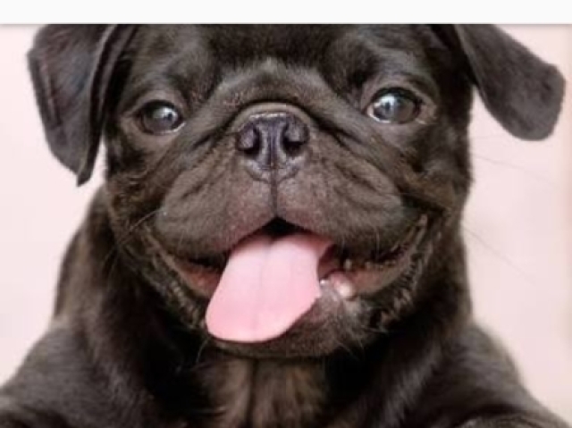 Pug