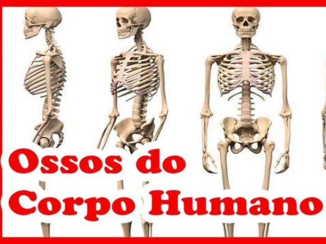 Ossos do Corpo Humano