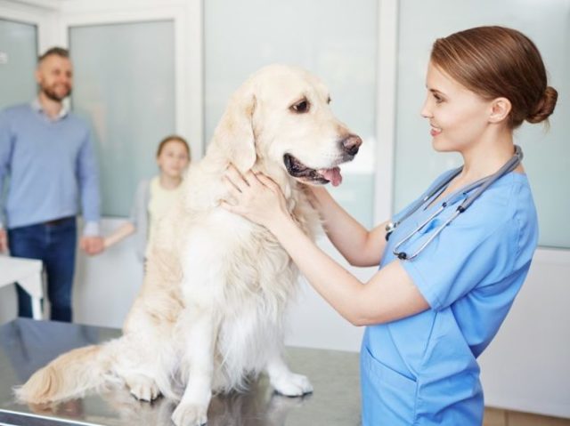 Veterinário(a)