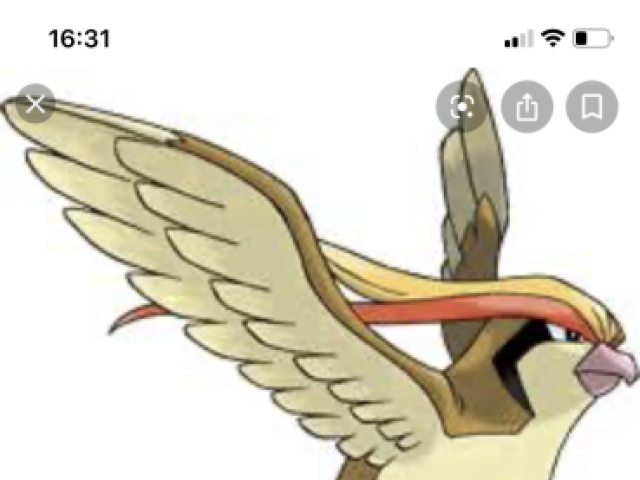 Pidgeotto