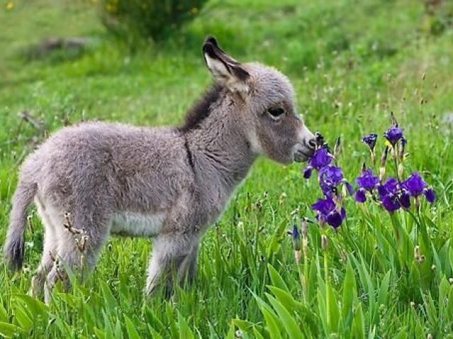 Burrinho