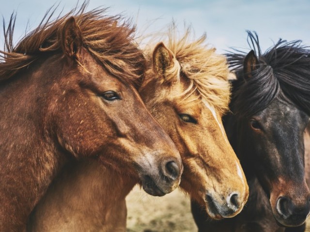Qual animal você seria?