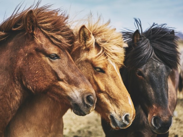 Cavalo
