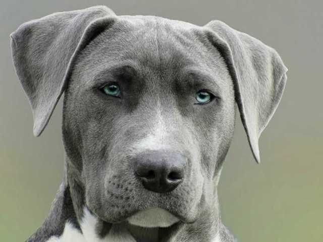 Cachorro