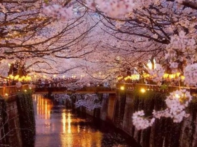 parque de sakuras