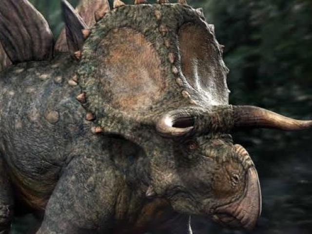 Estegoceratopo