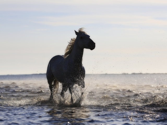 Essa, um cavalo selvagem livre por aí s2