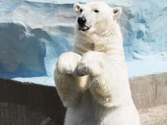 Urso Polar