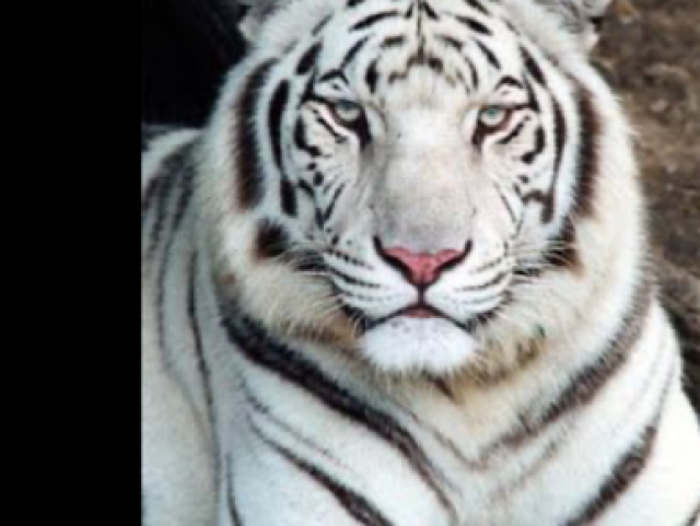 Tigre branco?