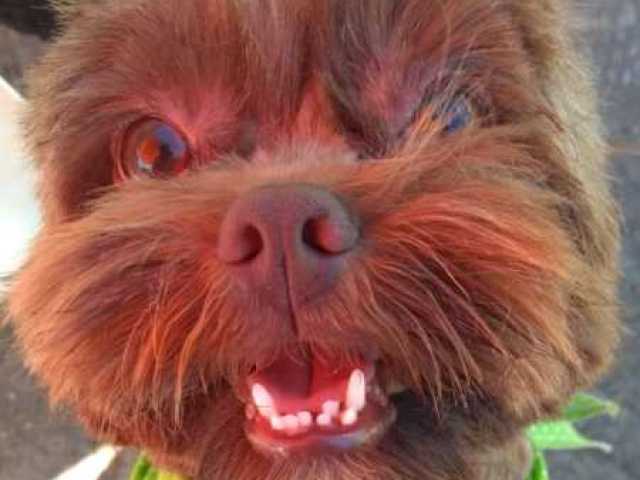 Cachorro