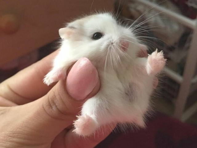 Hamster