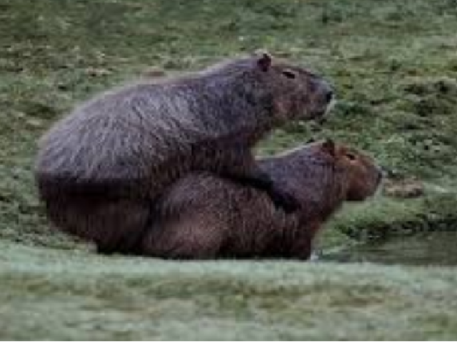 Capivara