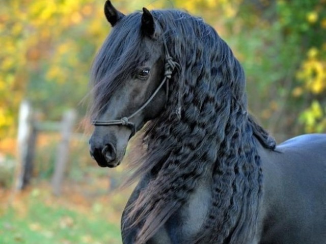 Cavalo