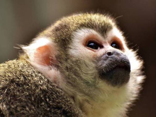 Macaco