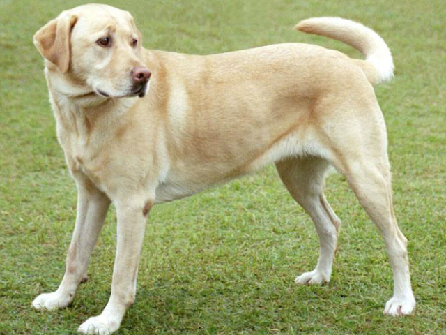 Labrador