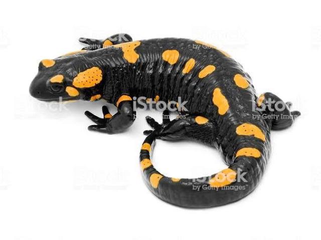 salamandra