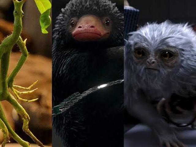 Você sabe dizer o nome desses Animais Fantásticos?