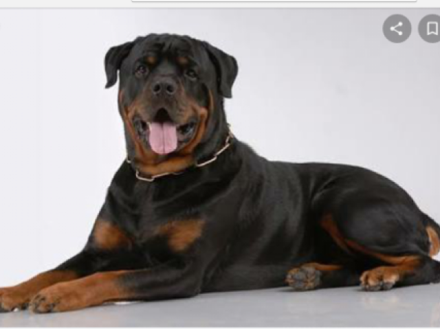 Rottweiler